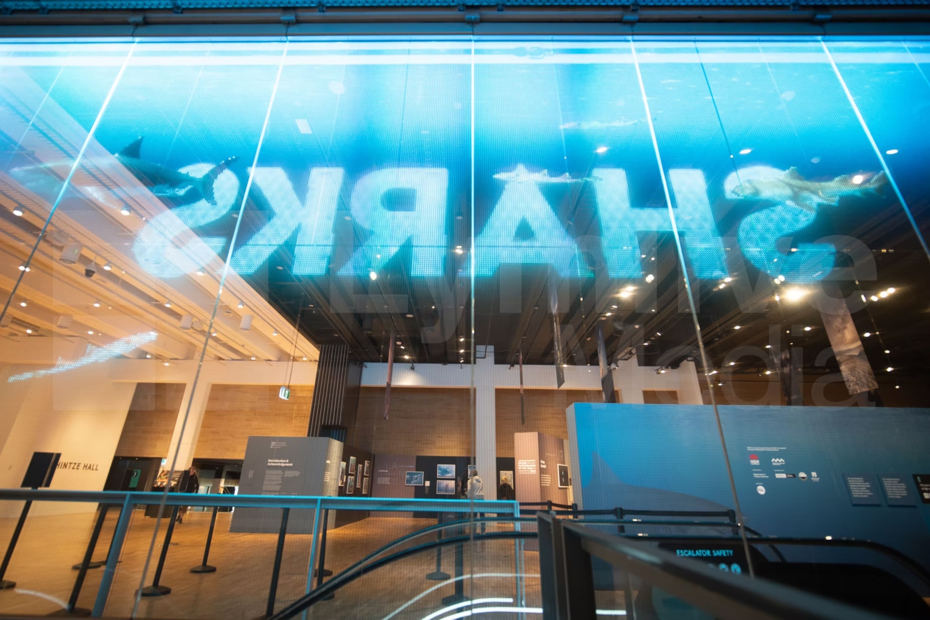 Transparent LED display at the Australian Museum showing underwater-themed visuals with sharks and blue ocean lighting.